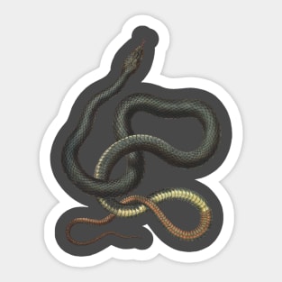 snake Sticker